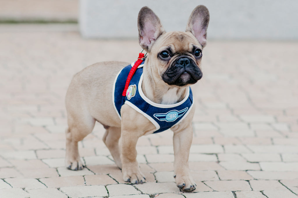 Denim Dog Harness