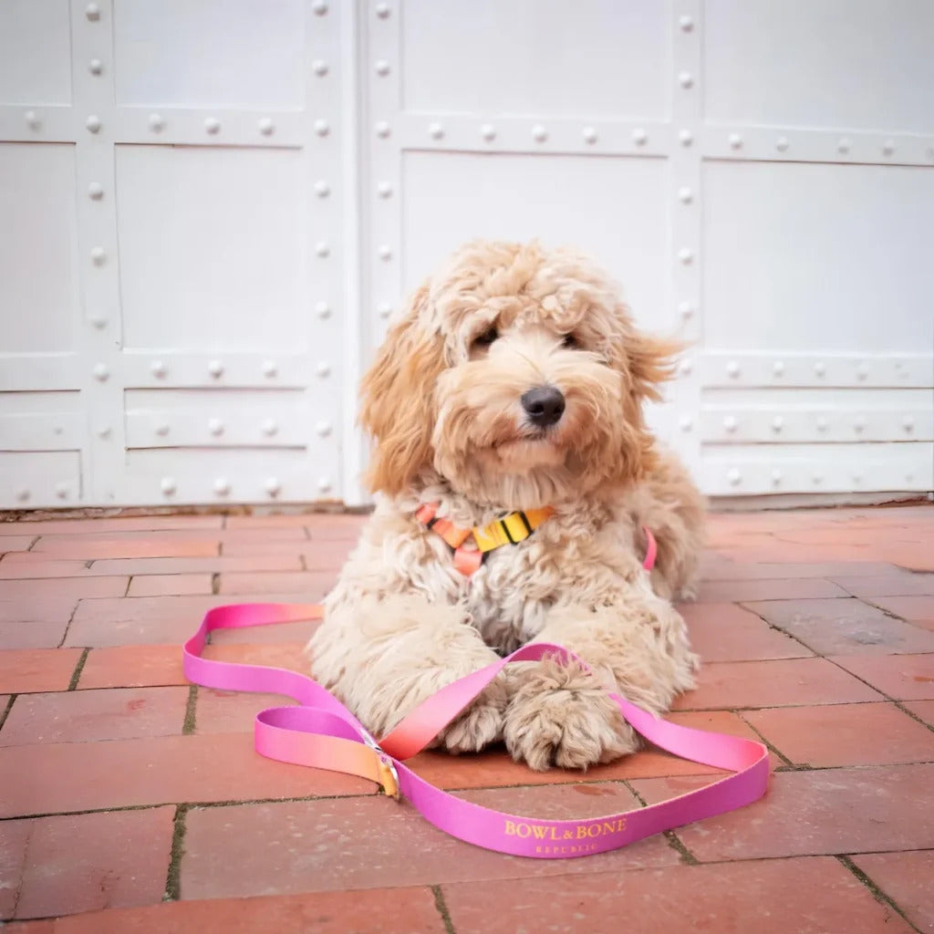 Gradient Dog Lead