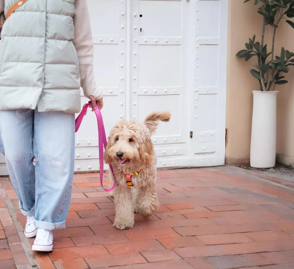 Gradient Dog Lead
