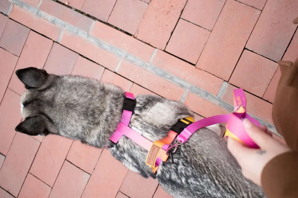 Gradient Dog Harness
