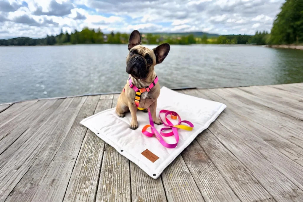 Gradient Dog Harness