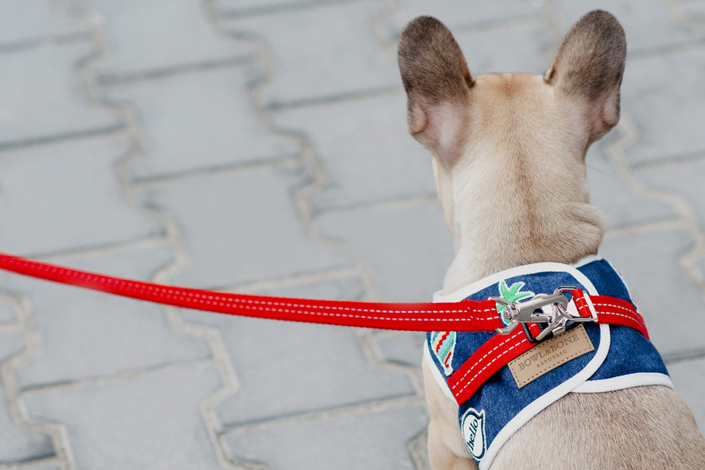 Denim Dog Harness