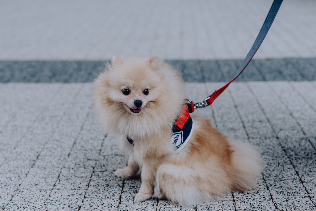Denim Dog Harness