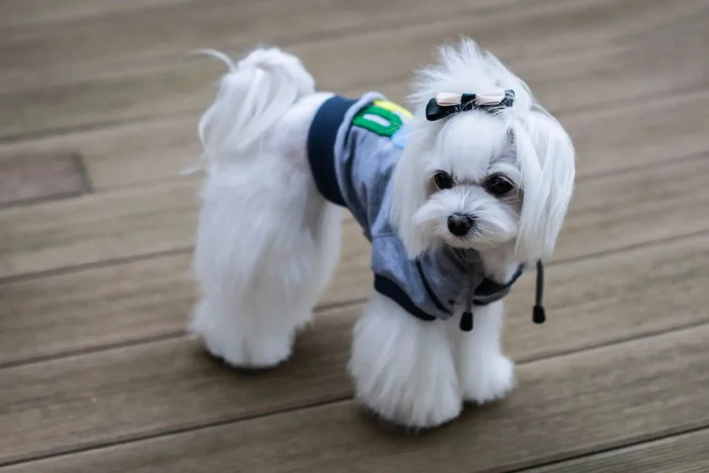 Love Dog Hoodie