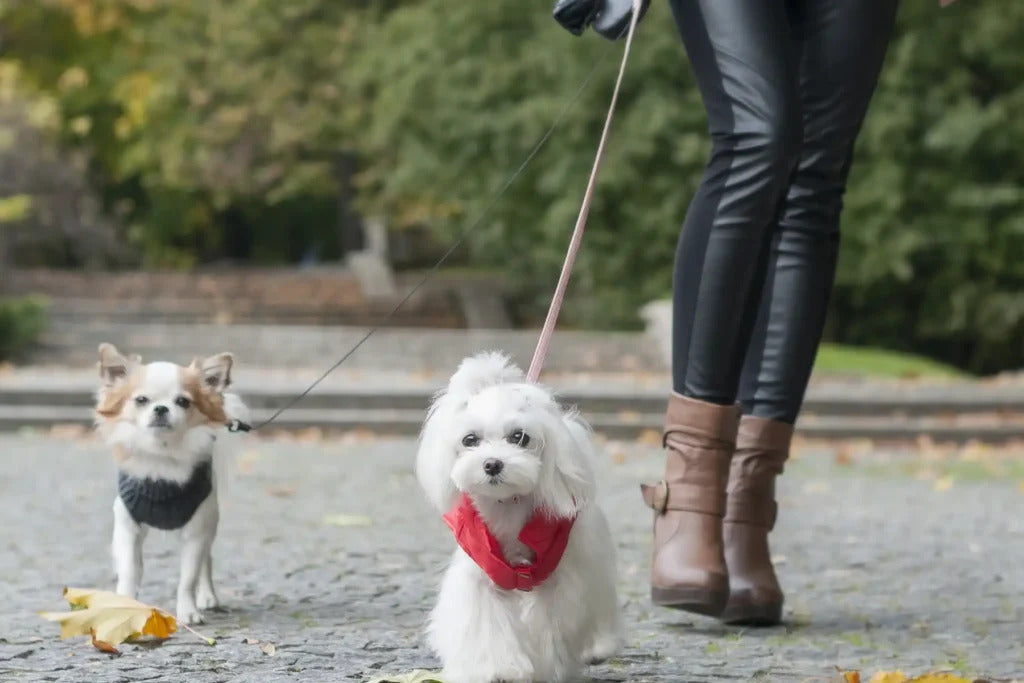 Spirit Dog Jacket