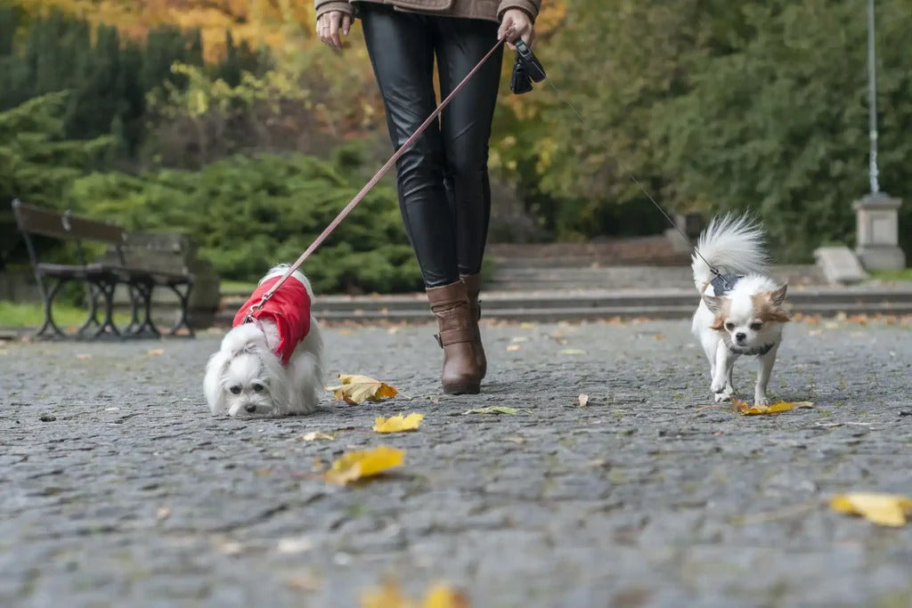 Aspen Dog Sweater