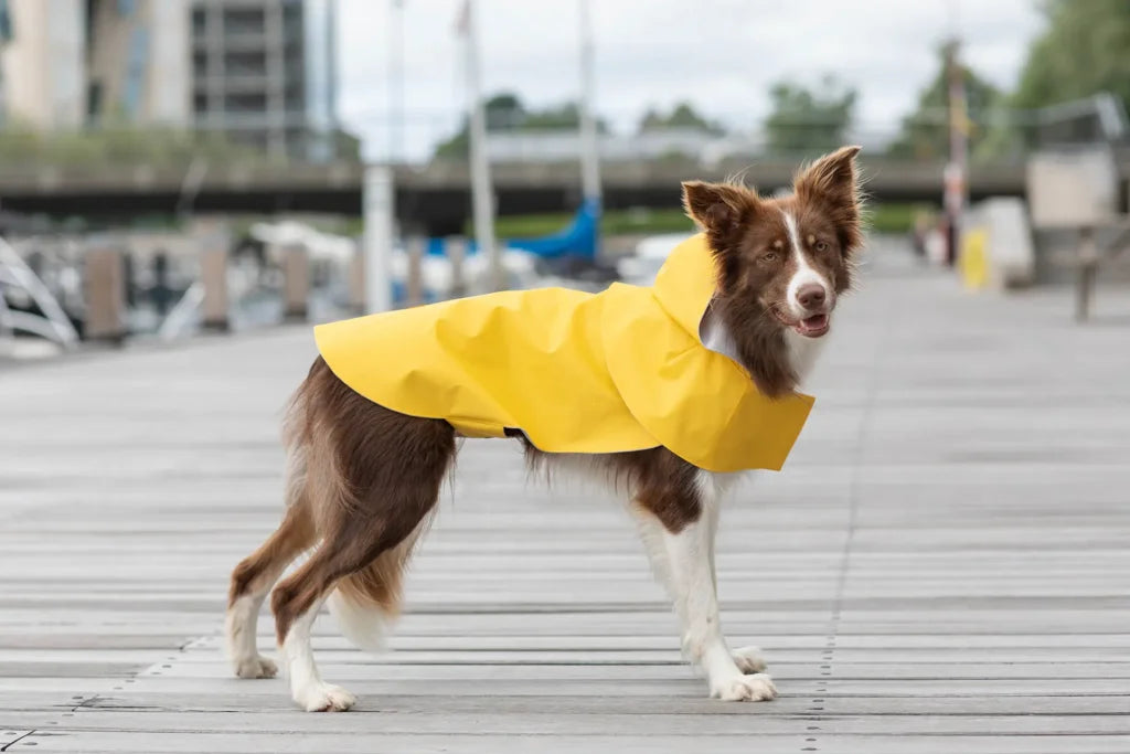 Storm Dog Raincoat