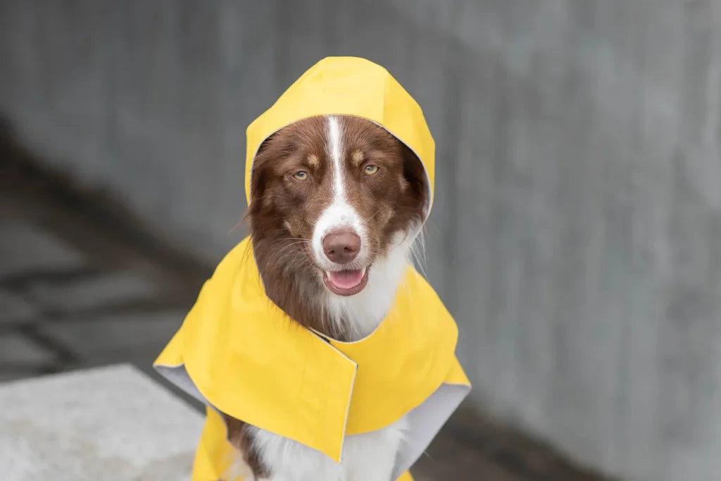 Storm Dog Raincoat