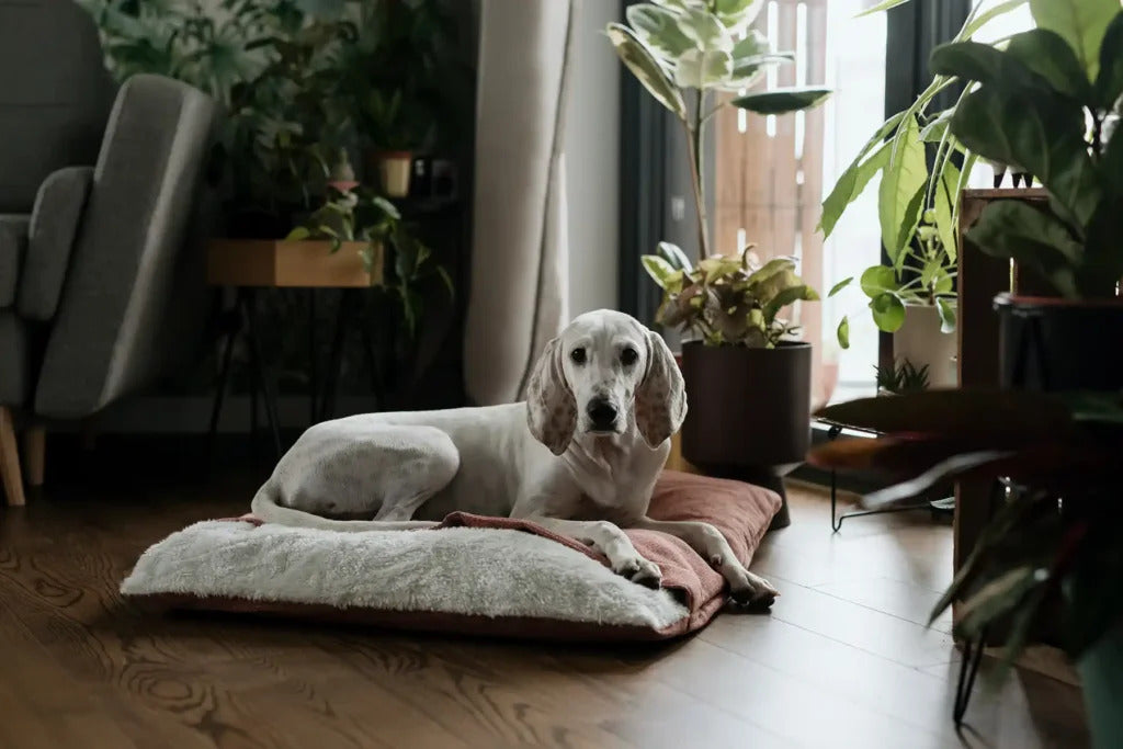 Bliss Sleeping Bag