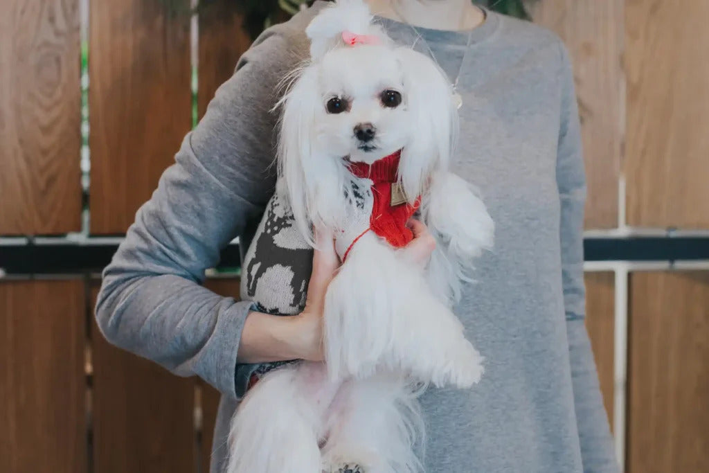 Reindeers Dog Sweater