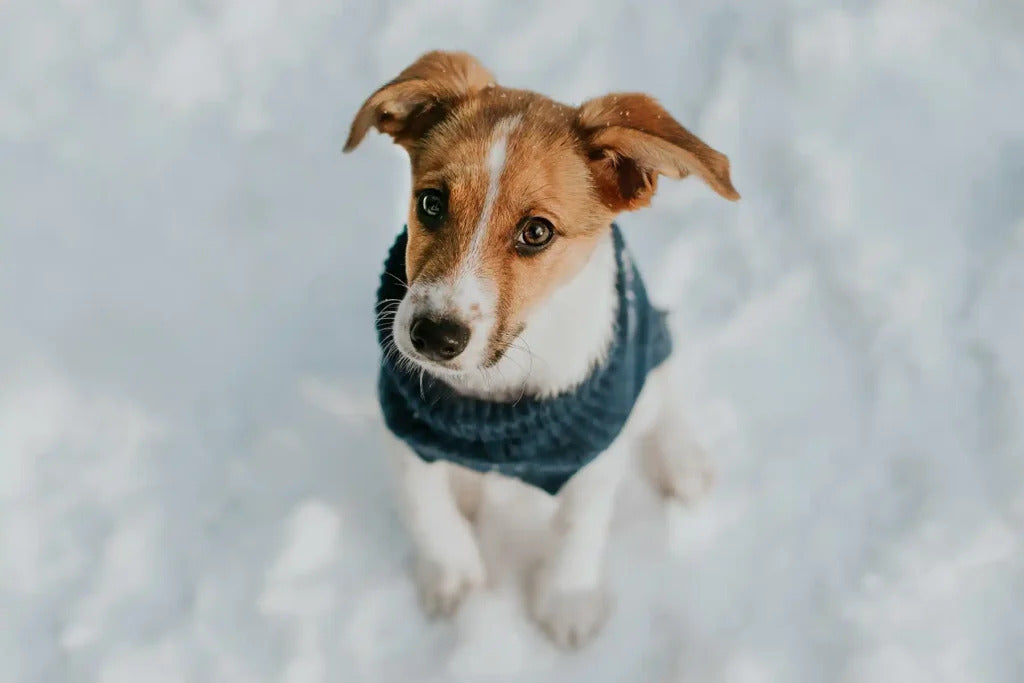 Snowflake Dog Sweater