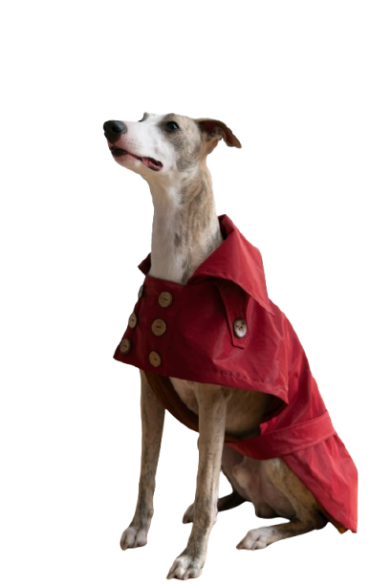 Water Repellent Trench Coat - Burgundy Red