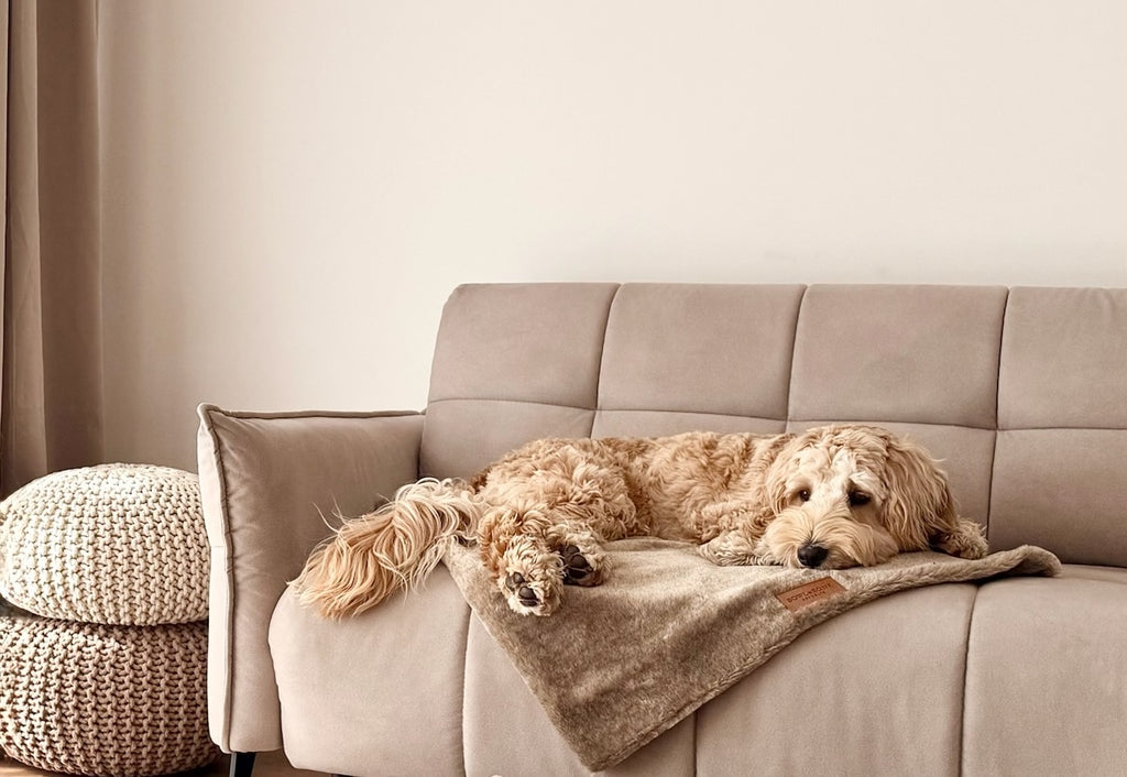 Nap Dog Blanket