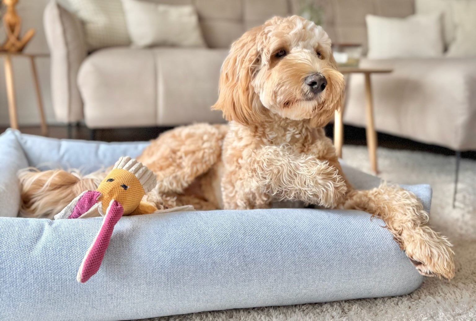 Bliss Dog Bed