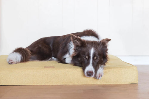 Bliss Orthopaedic Dog Mattress