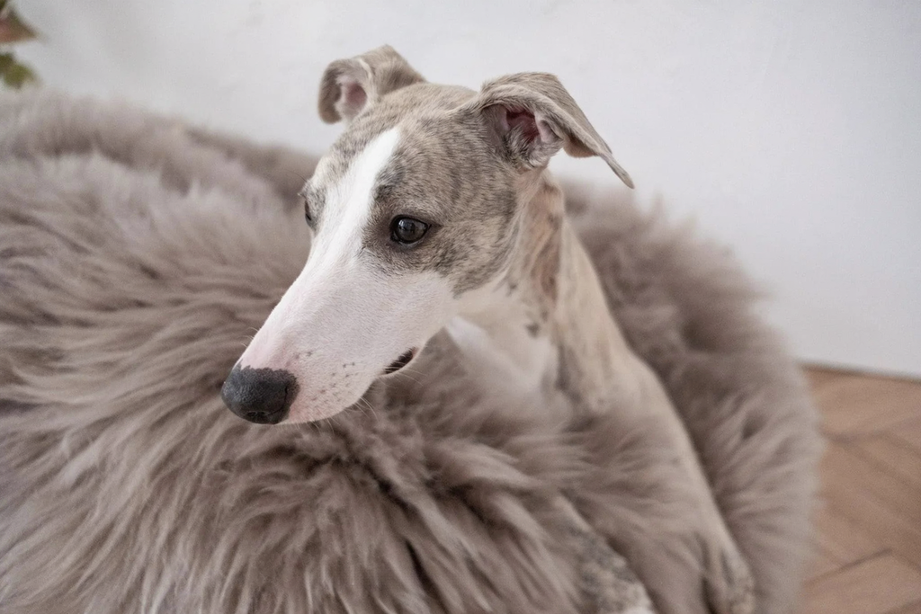 Natural Sheepskin Pet Bed - Greige