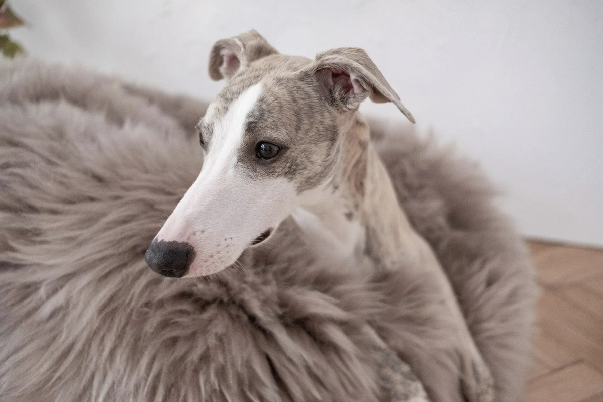 Natural Sheepskin Pet Bed - Greige