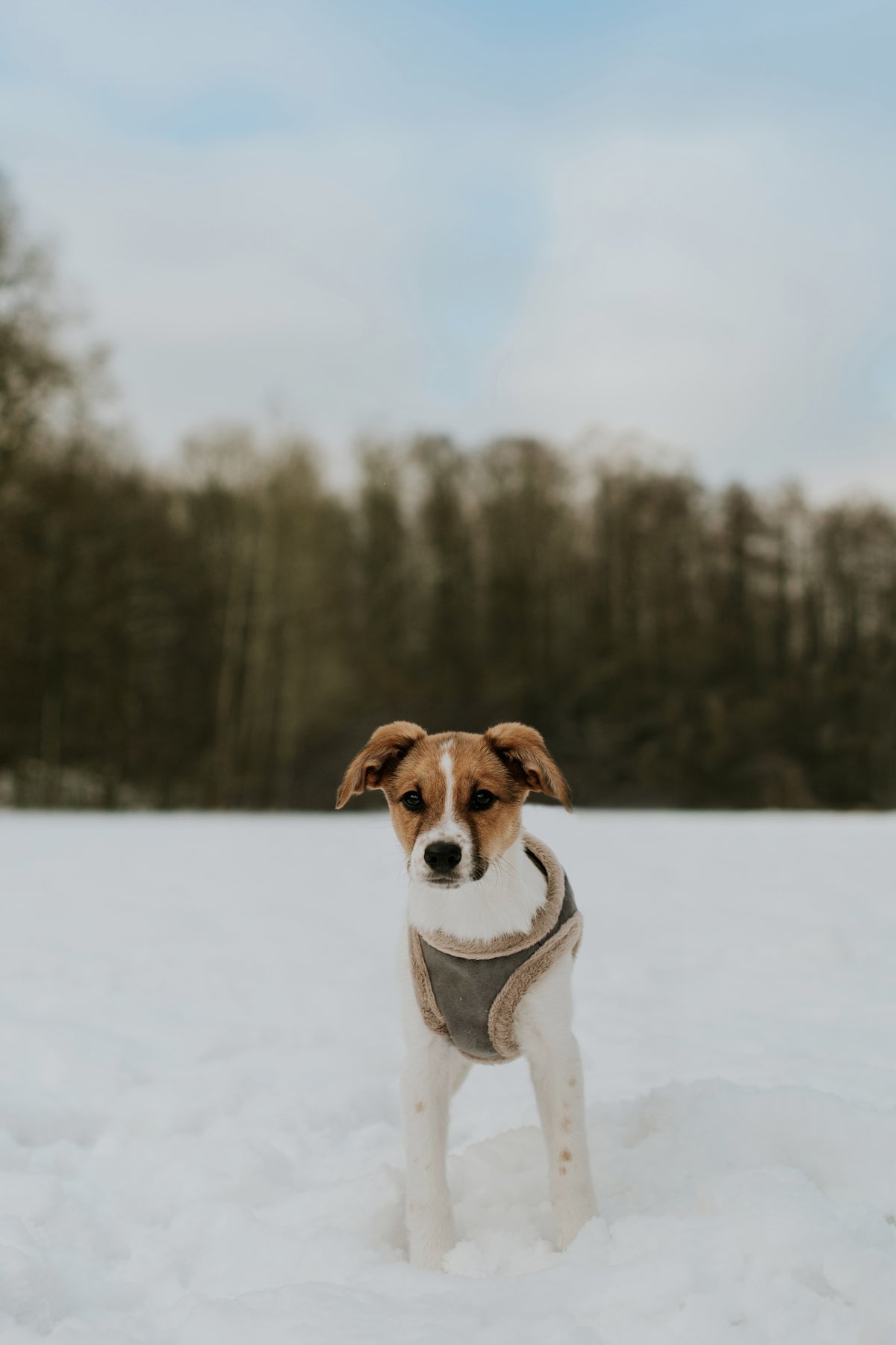 Yeti Dog Harness