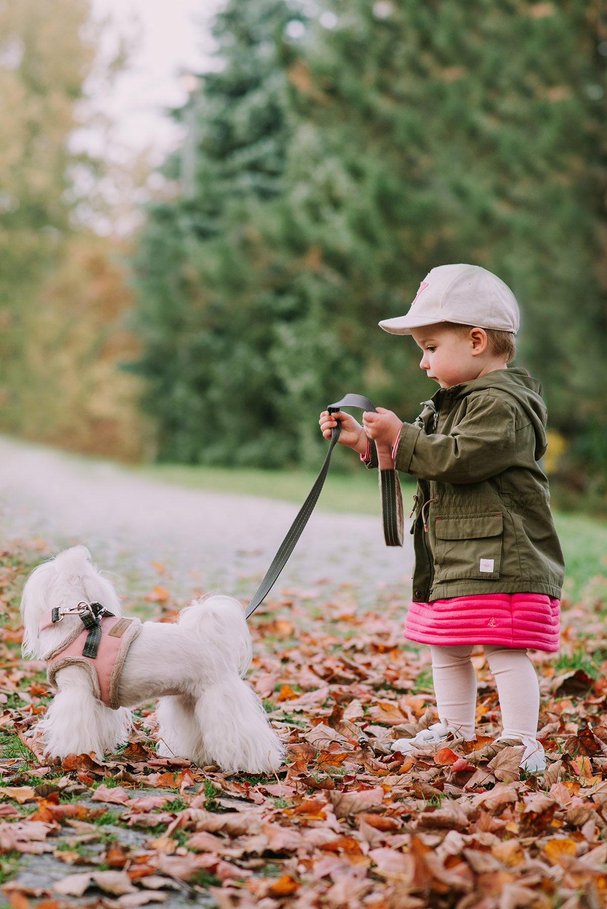 Yeti Dog Harness