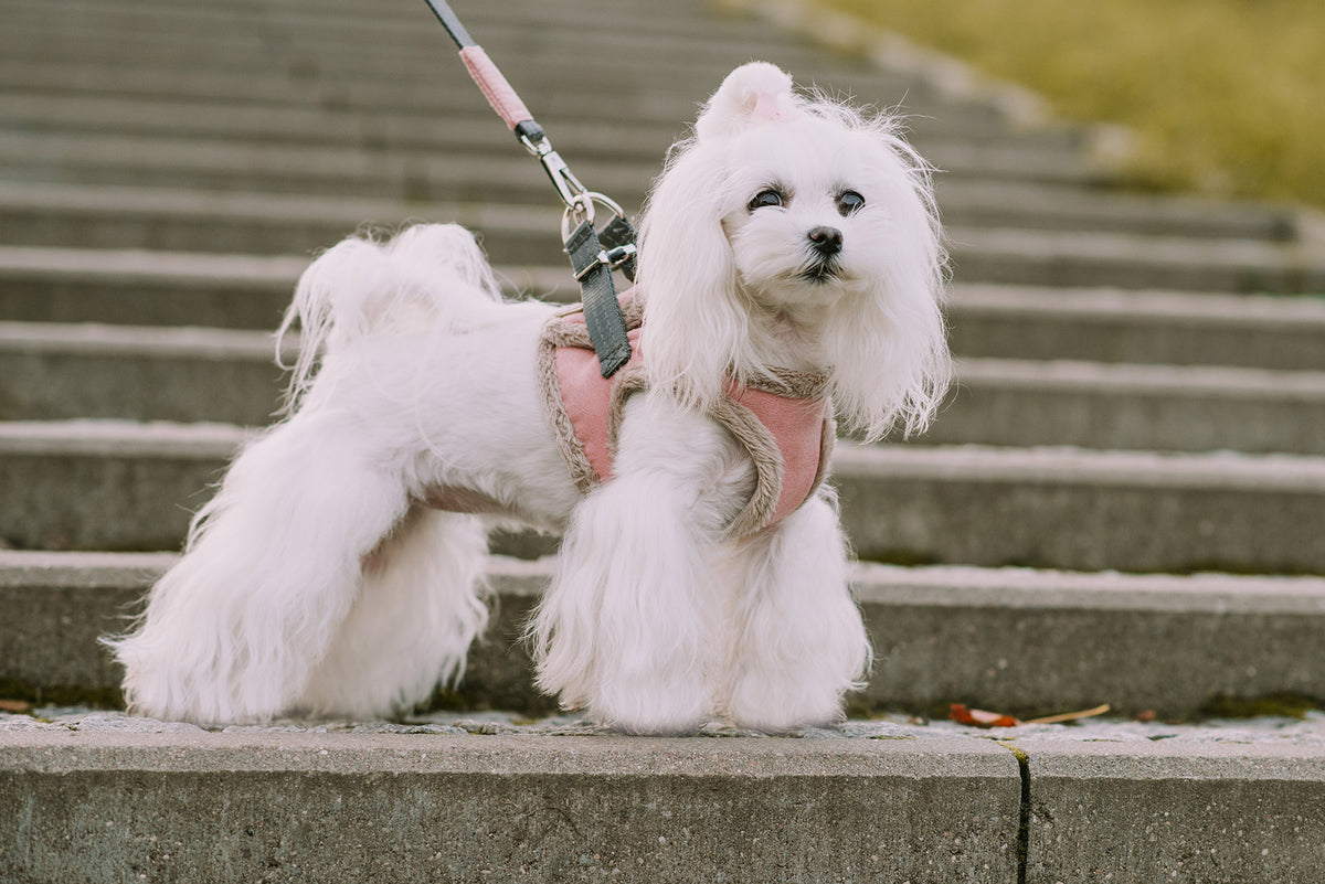 Yeti Dog Harness