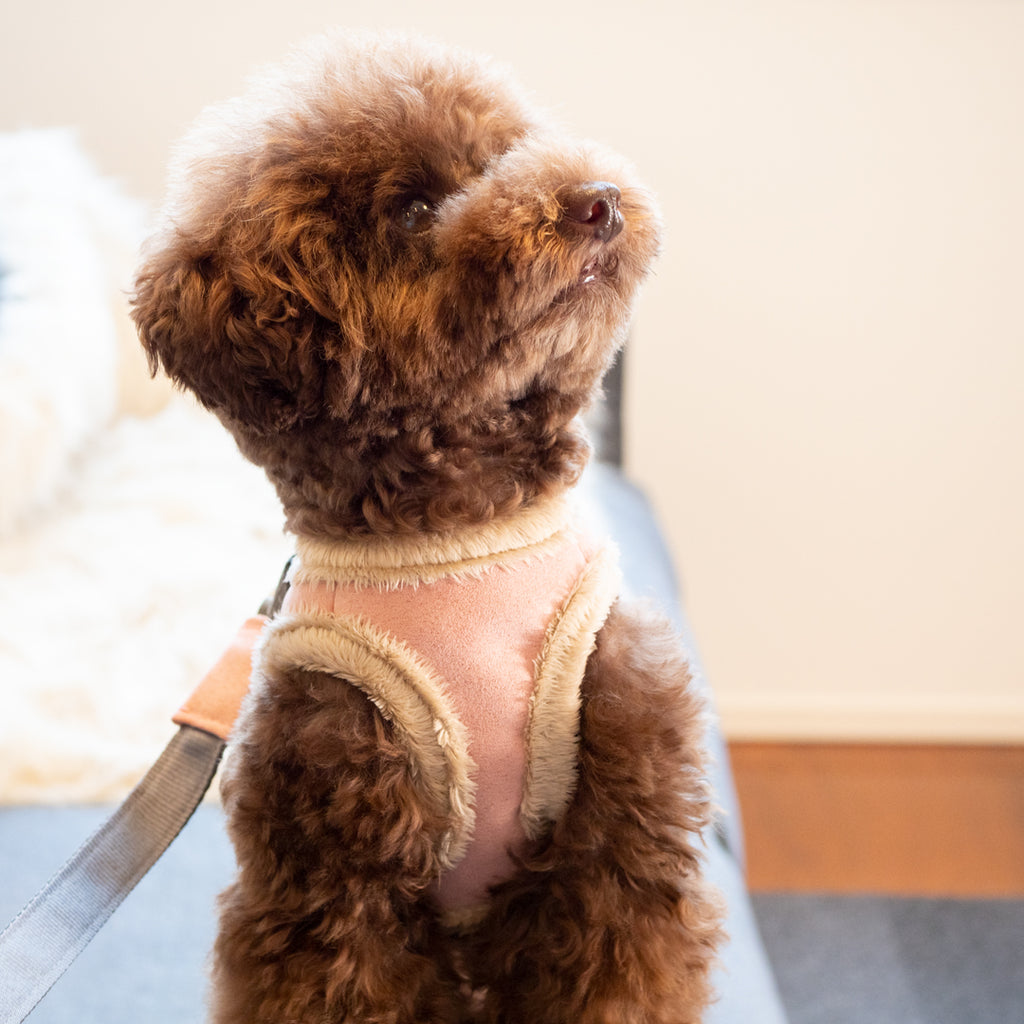 Yeti Dog Harness