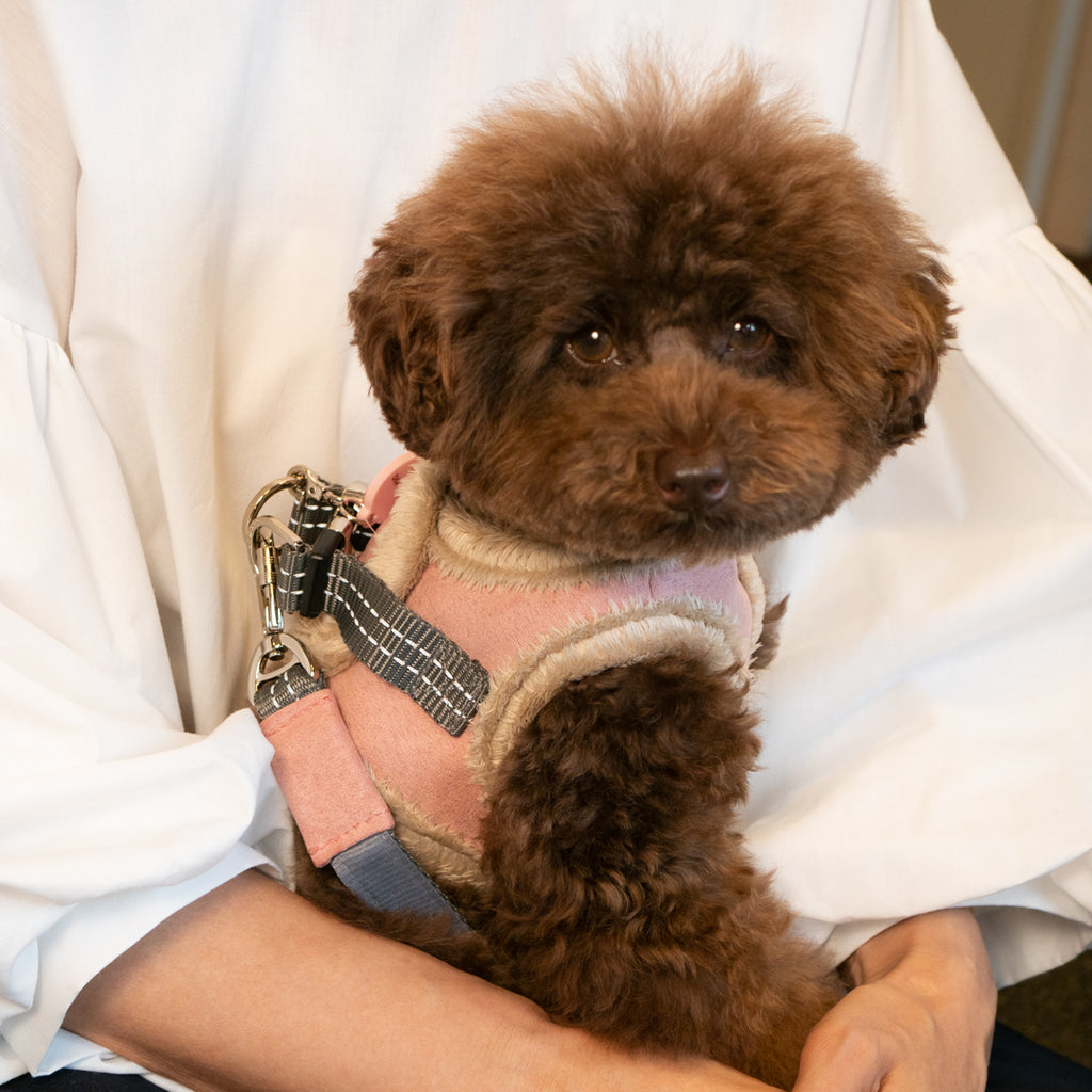 Yeti Dog Harness